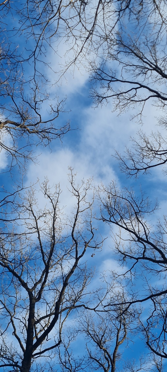 Фото моё. 22.03.2026 г.Пушкин