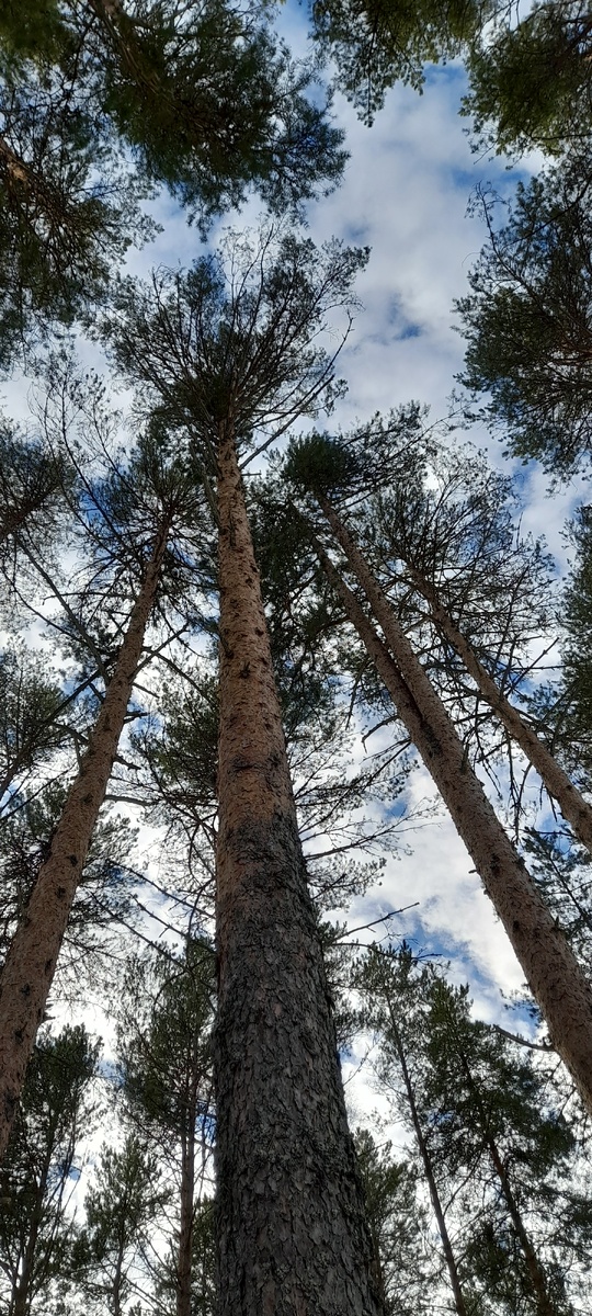 Весеннее небо!