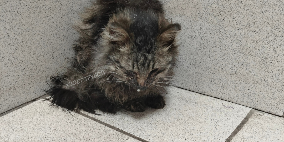 Котёнок "угасал" у дверей магазина. Но этот день не стал для него последним.