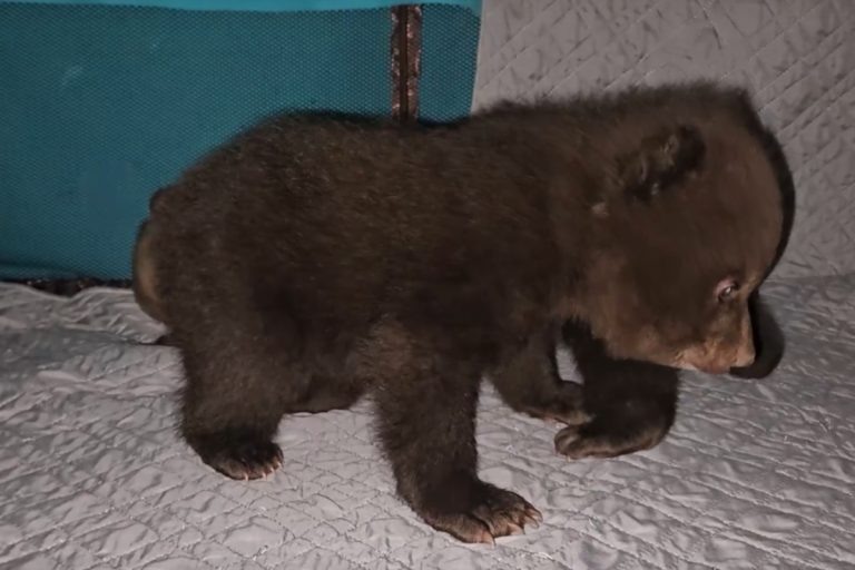В Тверской области спасенные медвежата учатся ходить