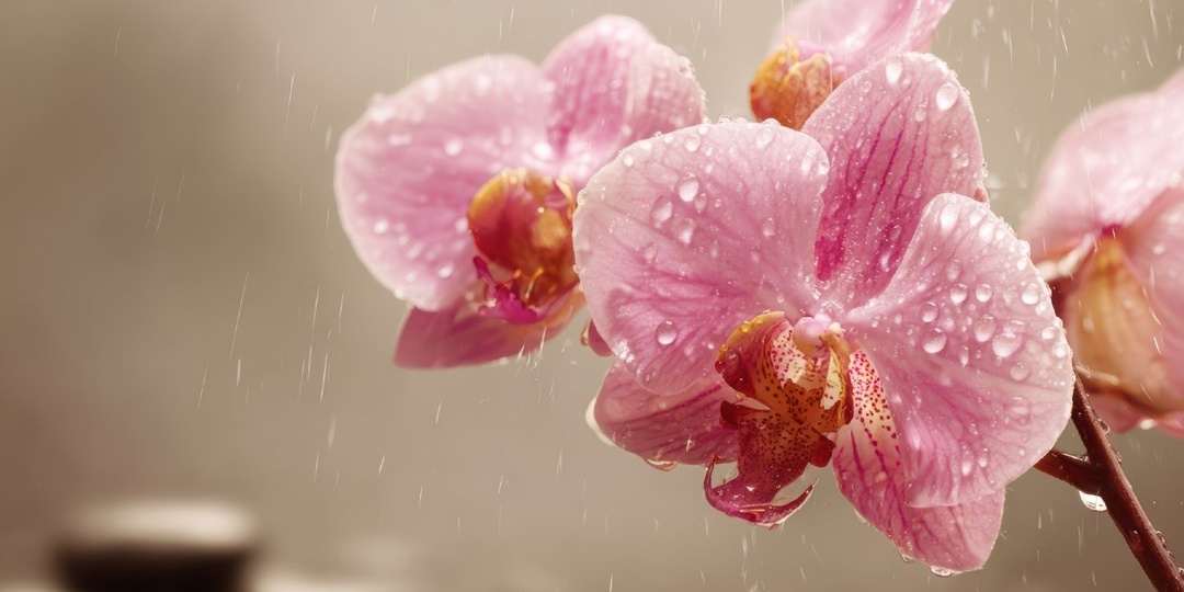 🏥 Эстетическая гинекология: комфорт, функция, уверенность