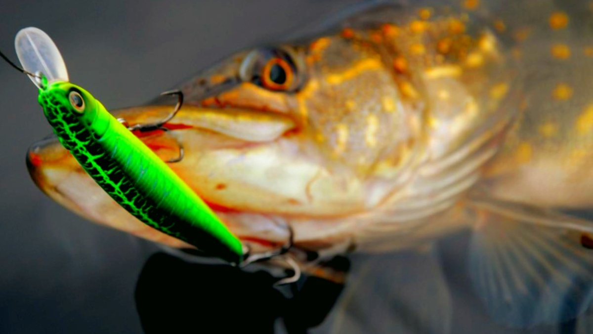 Щуку весной чаще ловят на воблер
