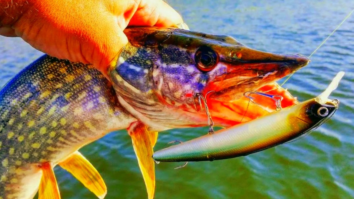 Щука на воблер - минноу