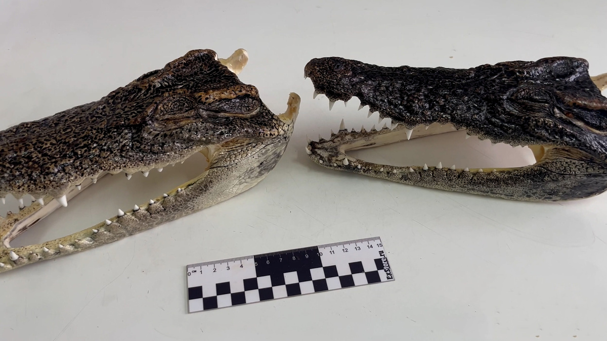    Первый канал