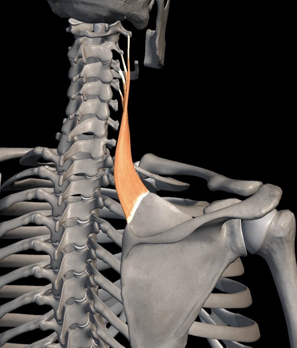 Мышца поднимающая лопатку