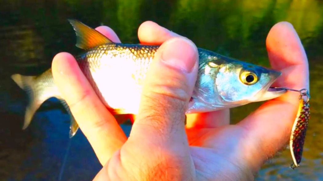 "Санкционный" жерех - отпускаем сразу