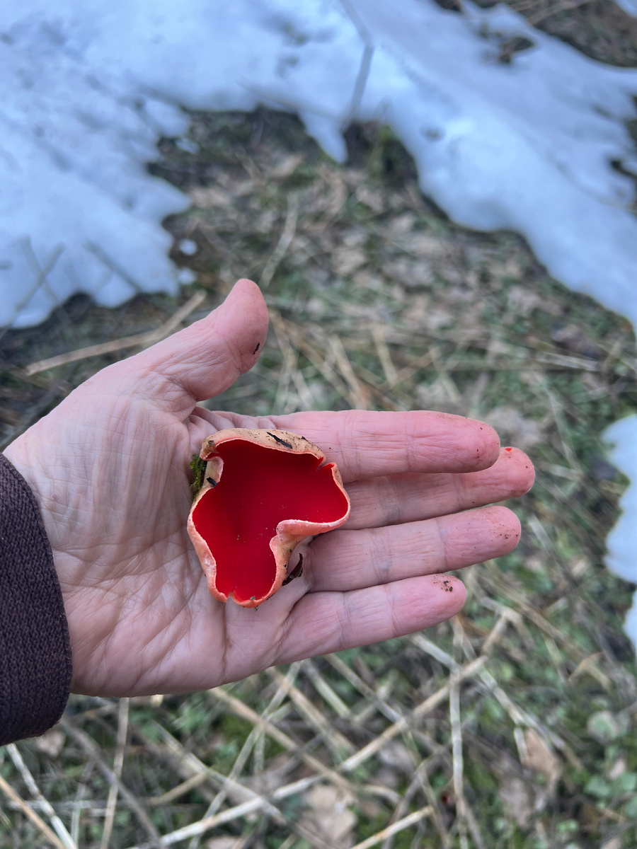 Фото автора. 16.03.26