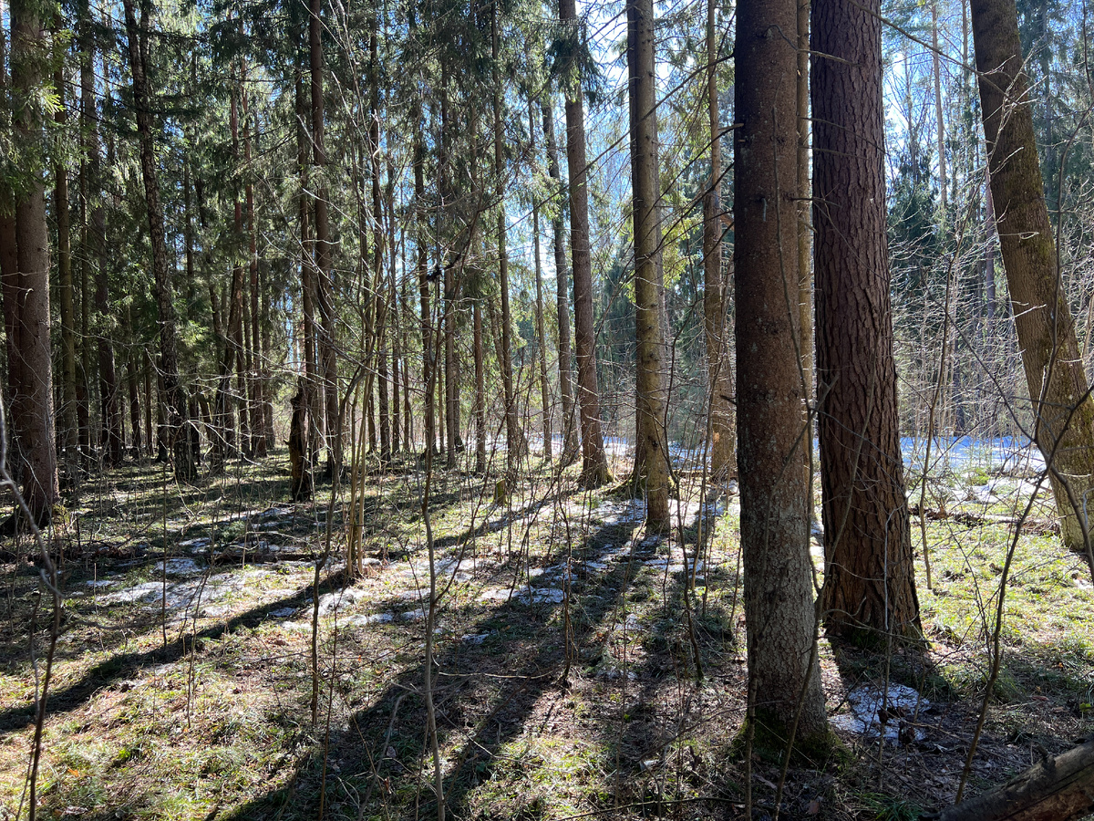 Фото автора. 23.03.26