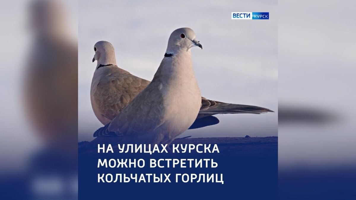    Кольчатых горлиц обнаружили на улицах Курска