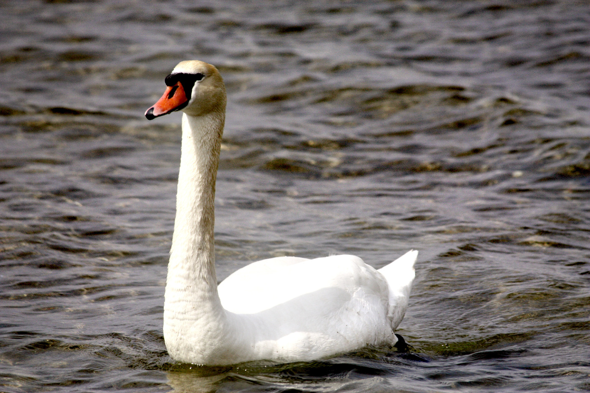 Лебедь в Анапе. Фото автора