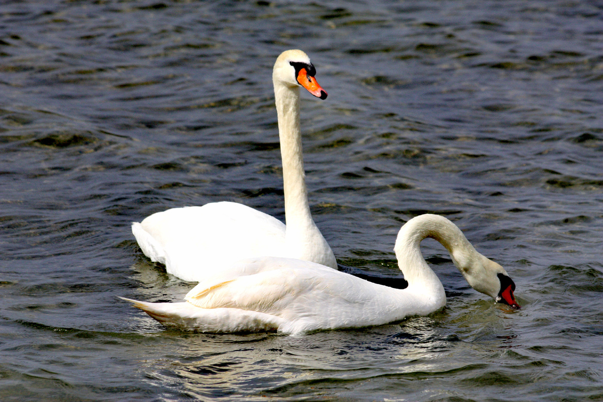 Лебеди в Анапе. Фото автора