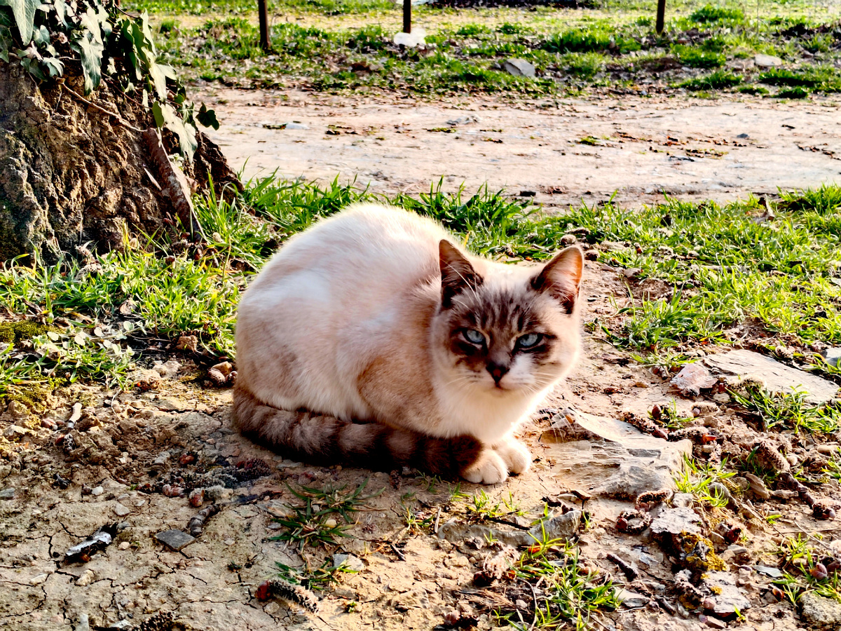 Забавный котик на парковке рядом с Кипарисовым озером в Сукко. Фото автора