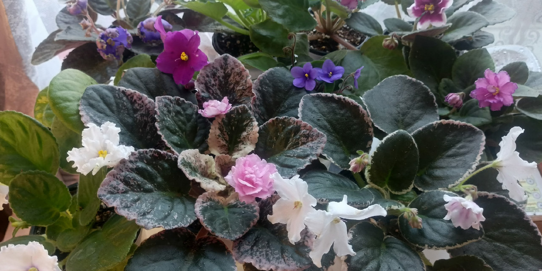 У ФИАЛОК ПОШЛИ ДЕТИ. ЧТО МНЕ ТЕПЕРЬ ДЕЛАТЬ?