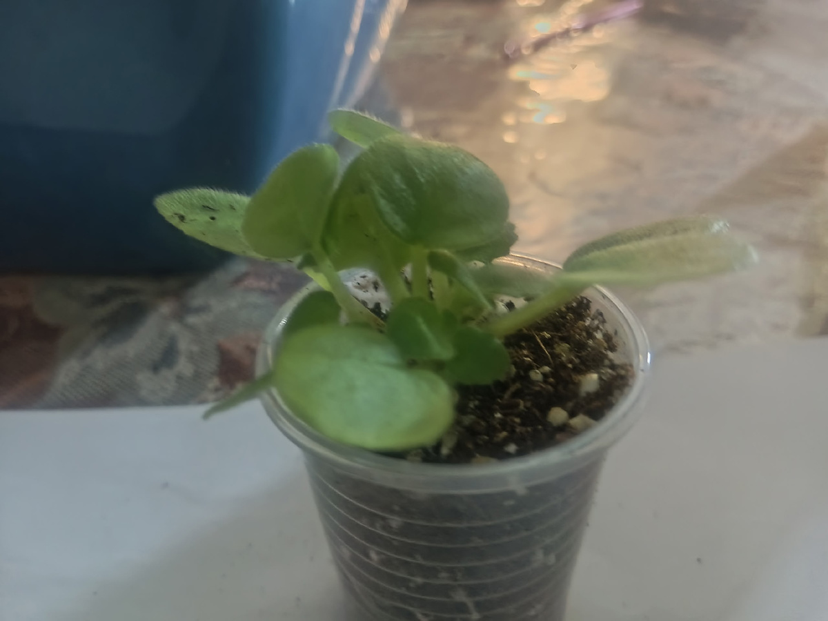 Детки подросли и готовы к пересадке