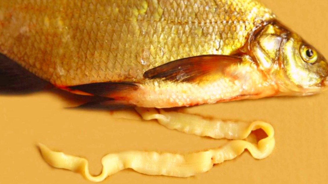 Лещ - самый частый носитель лигулы