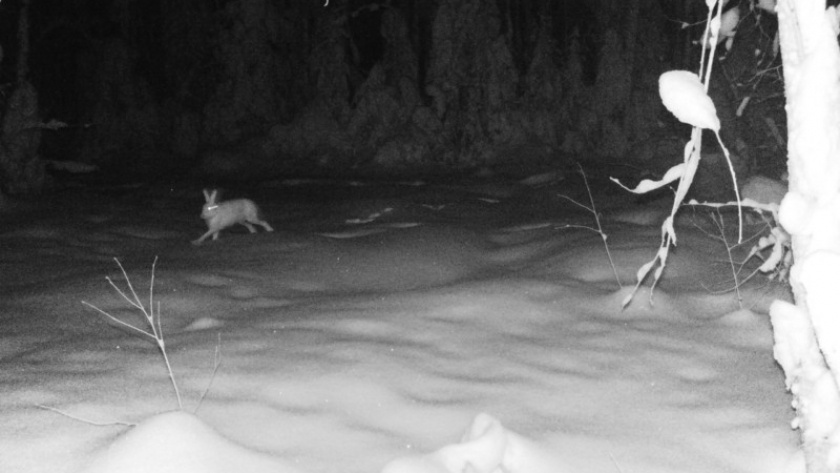    Фото нацпарка "Койгородский"