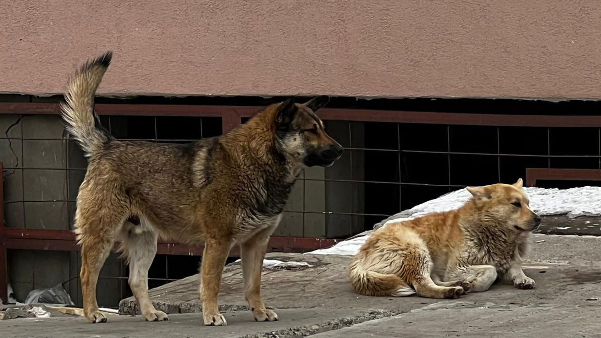   Следователи устанавливают обстоятельства нападения собак на ребенка в Анадыре