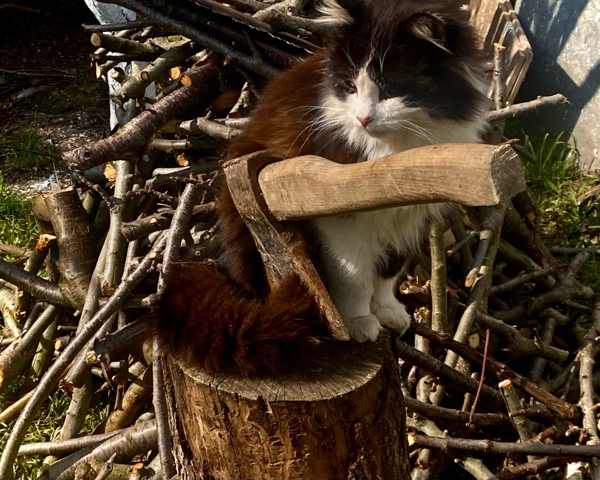 Обрезка деревьев