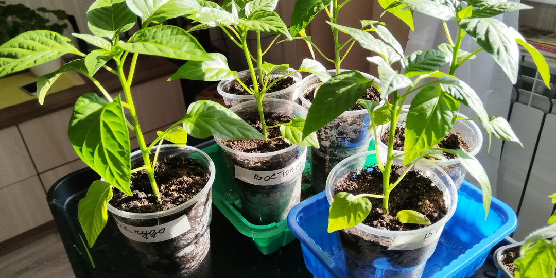 Подкормка рассады перца.