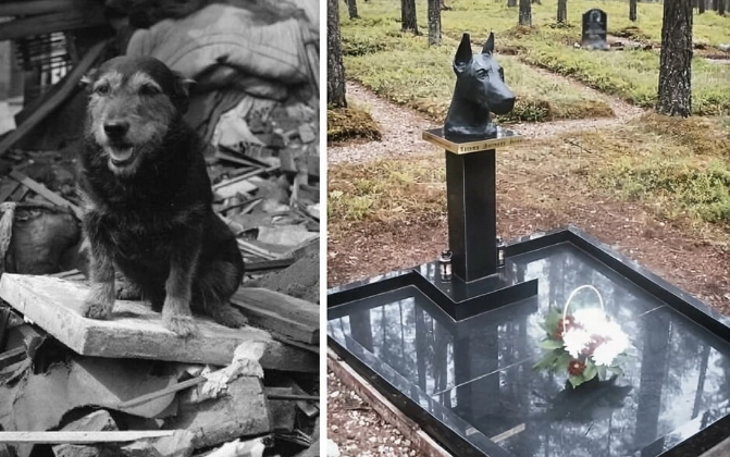 Собака согревала малыша под завалами: почему спасатели захотели её убрать