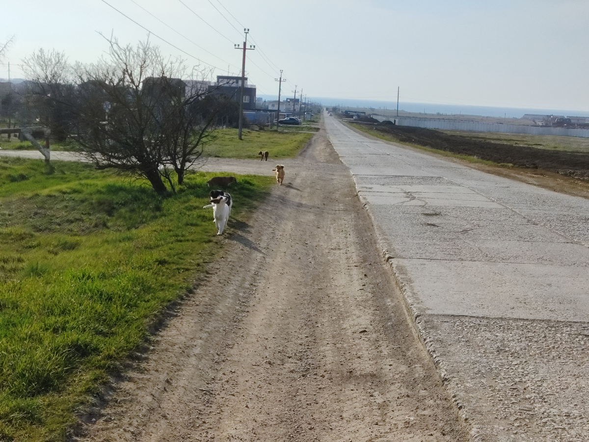 Стая щенков нас встречает.