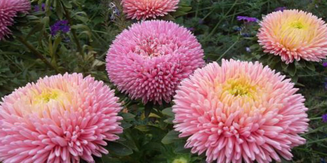 Астры взойдут щеткой, если посеете их так. Как вырастить астры из семян. Посев астры