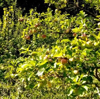 Три сорта яблок на одной яблоне в моем саду. © Николина Татьяна  📷
