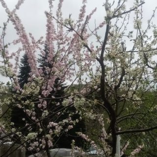 Луизеания привита на сливе в моем саду. © Николина Татьяна  📷
