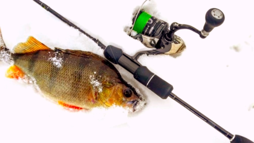 "Зимний" окунь на ультралайт
