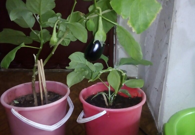 Подготовка земли для рассады: почему я против химии и «жарки» в духовке