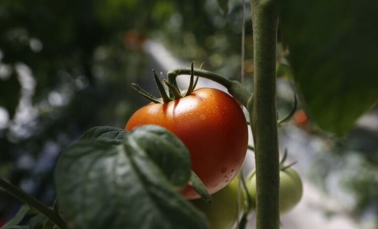    Фото: Пресс-служба Администрации Краснодарского края