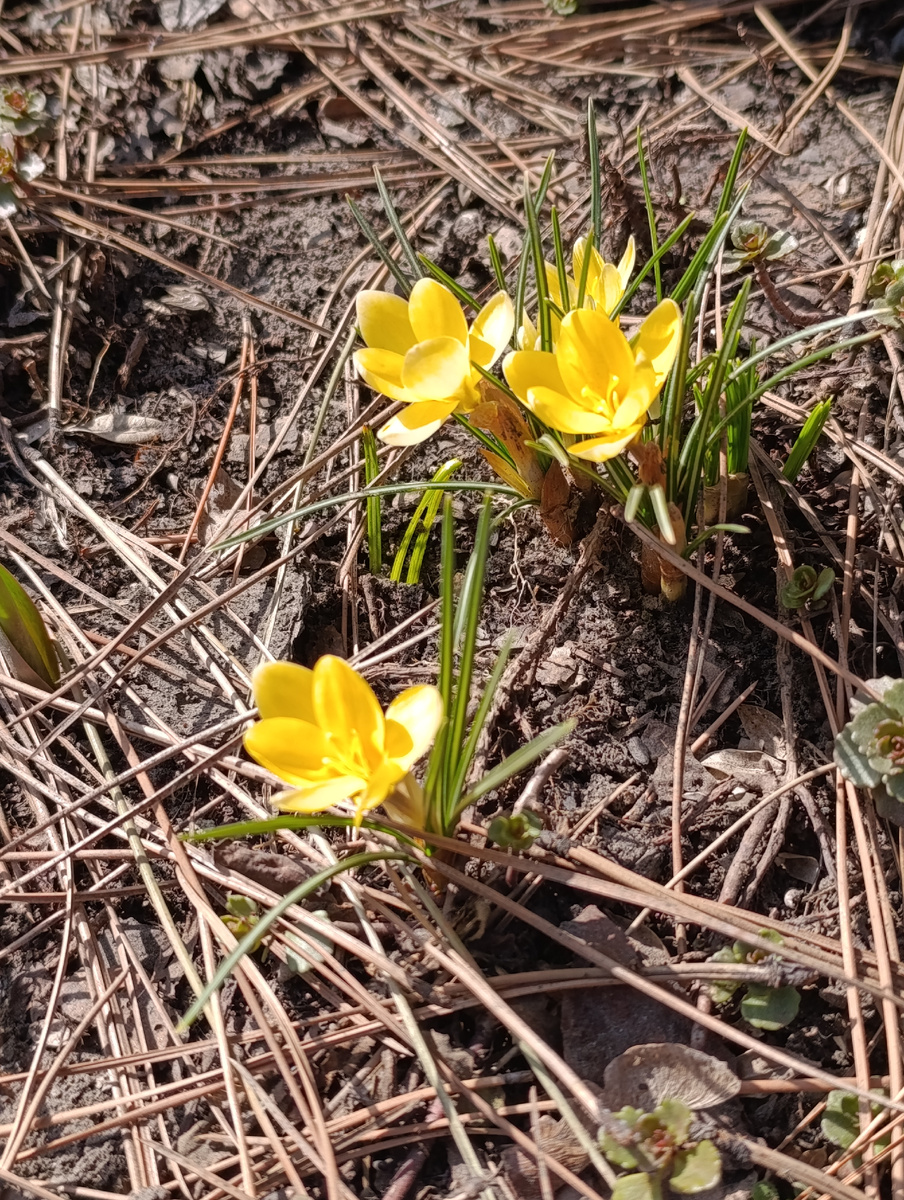 Распустились первоцветы... Что это? Крокусы?