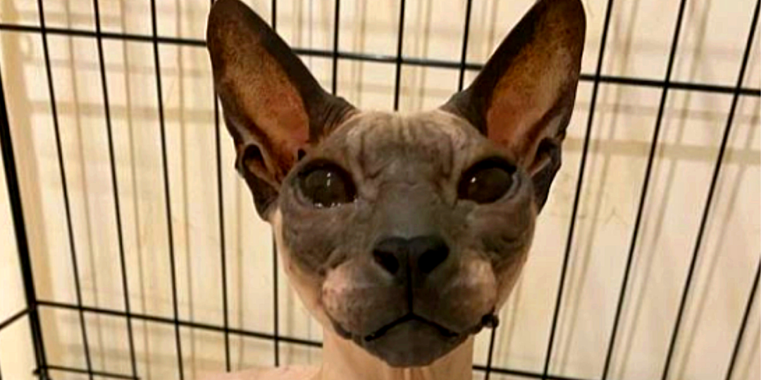 Кто-то намеренно вычеркнул кота из своей жизни: сфинкс мерз в лифте долгие часы, и лишь ребенок помог