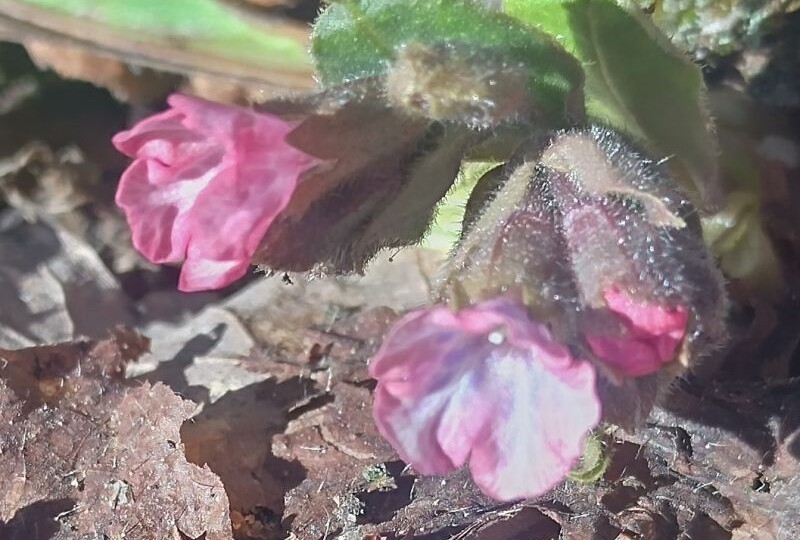 ГРИБНЫЕ НОВОСТИ 🍄23 марта 2026 года из леса Подмосковного ОГО. Первые медуницы, как предвестие строчков.