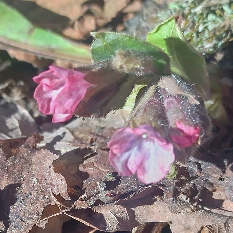 Медуница 23.03.26. в Подмосковном ОГО.