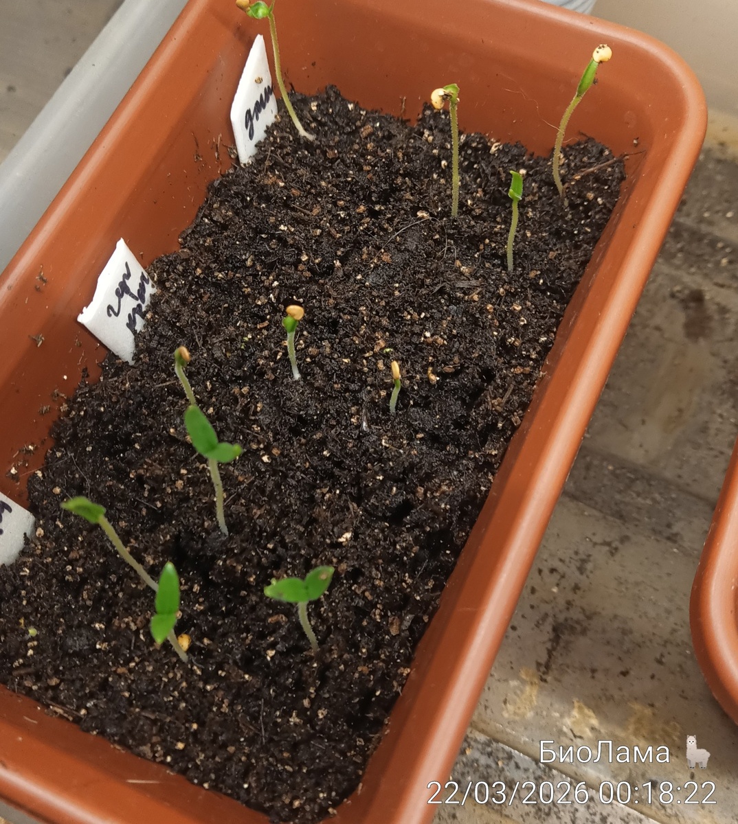 Новые баклажаны