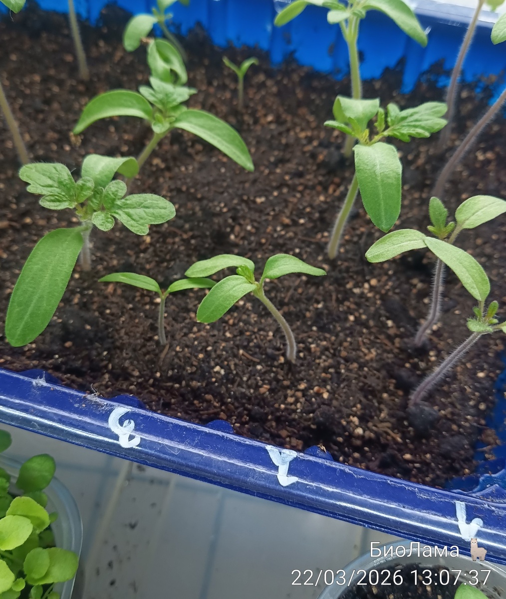 Под цифрой два мелких всход - это гибрид  3 полбриг, взошел вчера. 