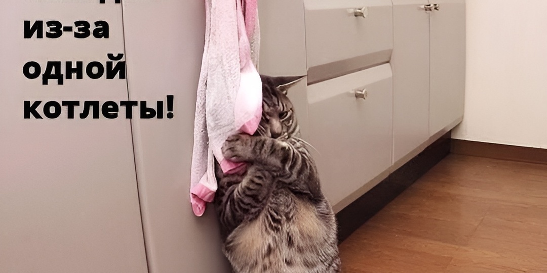 Мемы с котиками для отличного настроения: 15 фото, которые победят грусть