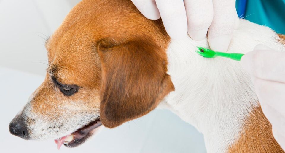    istockphoto.com/Fly_dragonfly