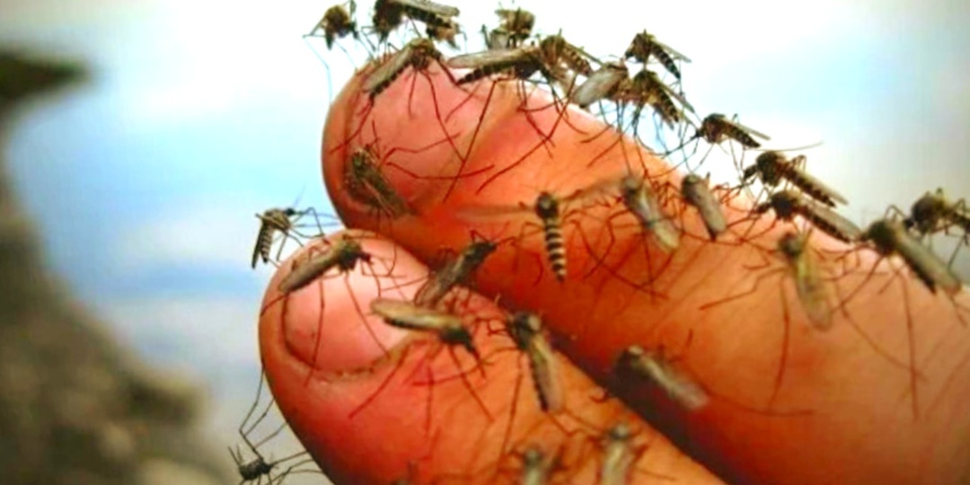 Комары и мошки на рыбалке: народное средство из СССР, о котором снова заговорили опытные рыбаки