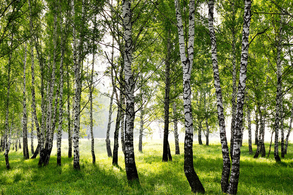 Arh-sib/Shutterstock/FOTODOM   📷