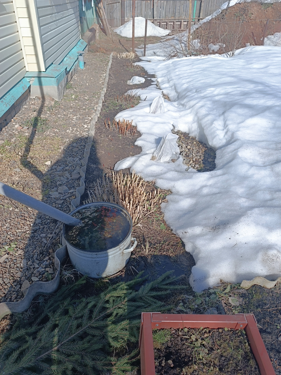 Если приглядеться, видно, что уже тюльпаны полезли. Сегодня они еще больше, но я не выходила.