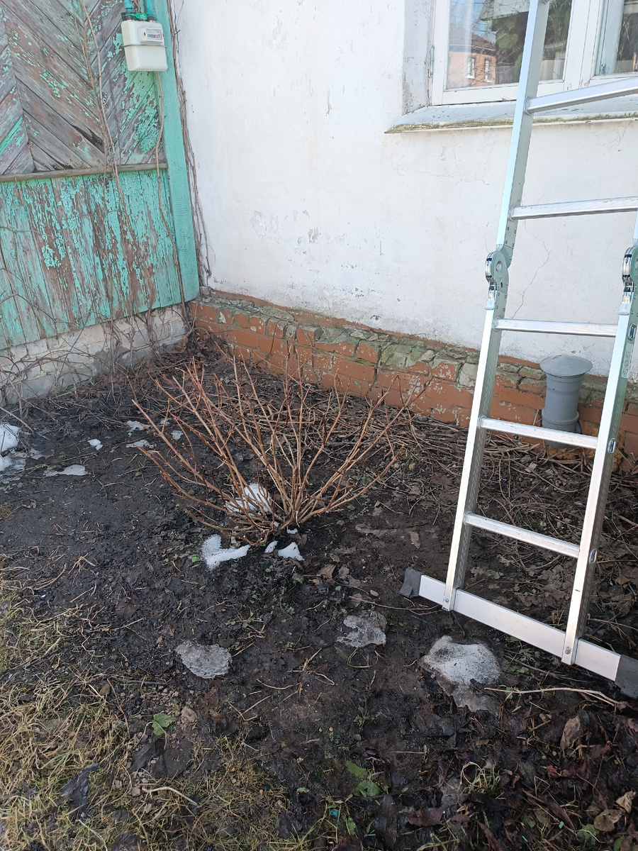 У дома всё растаяло, это гортензия.