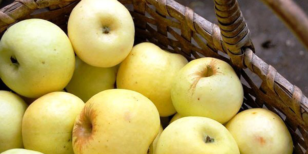 Антоновка, белый налив, апорт - куда делись старые сорта яблок, и почему теперь вместо них продают безвкусные аналоги?