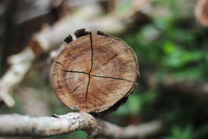 Подмерзание деревьев способно полностью лишить урожая и даже может стать причиной гибели части посадок