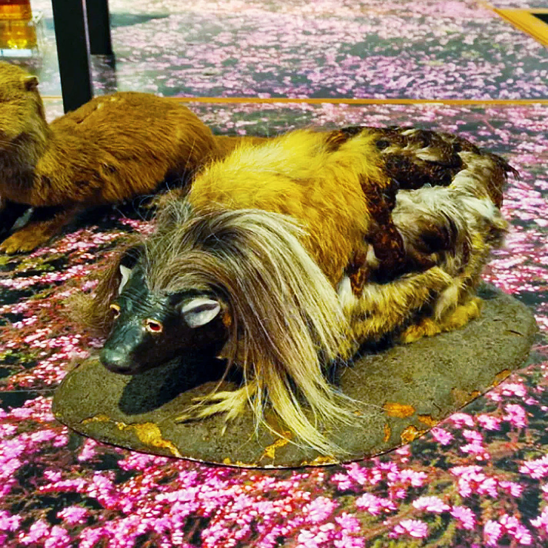 Чучело «дикого хаггиса» – экспонат Художественной галереи и музея Келвингроув в Глазго