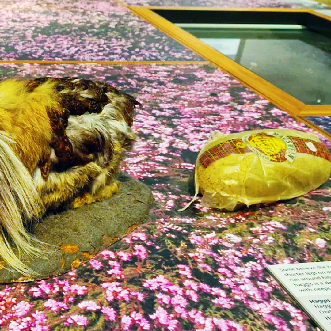 Национальное блюдо хаггис – экспонат Художественной галереи и музея Келвингроув в Глазго