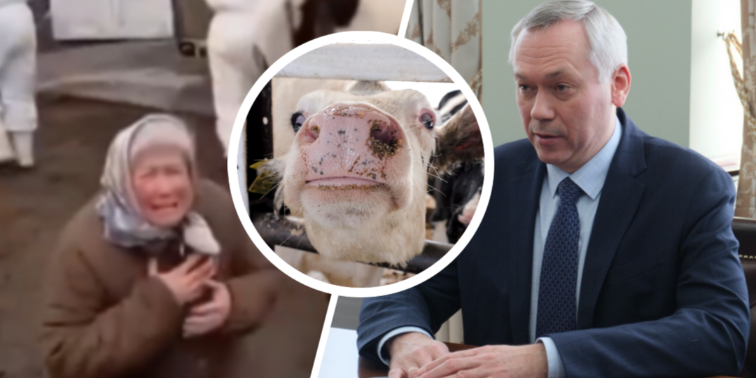 «Кто-то взрывает страну изнутри…»: чиновники и мошенники активизировались из-за массового забоя скота в Сибири