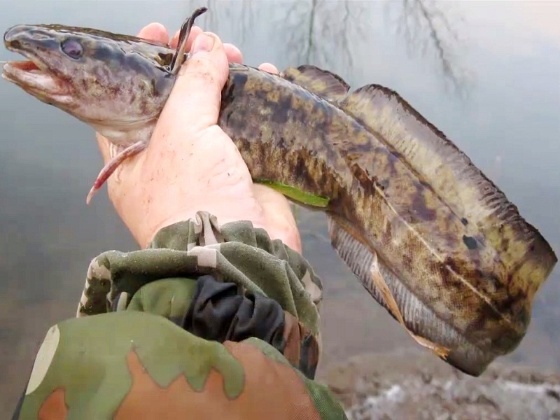 Весенний налим