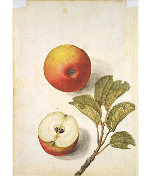 Яблоко. Музей Виктории и Альберта